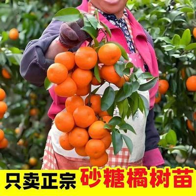 正宗砂糖桔树苗轻松促成超高甜度盆栽地栽阳台南北方种植当年结果