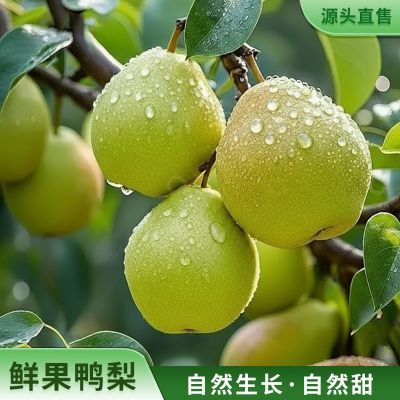 正宗新鲜河北魏县鸭梨精选小鸭梨脆甜爽口,一口爆汁,果园直发大果