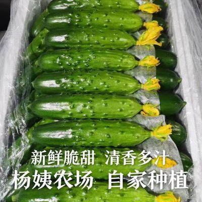 东北旱黄瓜自家种植清香味脆甜水果黄瓜现摘现发生吃新鲜采摘园优惠商品图片