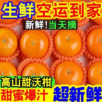 当天摘】超甜云南沃柑广西武鸣沃柑无核当季新鲜水果薄皮橘子批发