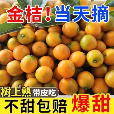 【正宗】广西融安滑皮金桔应季水果桂林脆皮金桔纯甜无核现摘现发