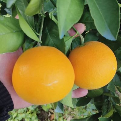 【锦蜜甜橙】湖南麻阳冰糖橙产地直发纯甜无酸薄皮鲜橙