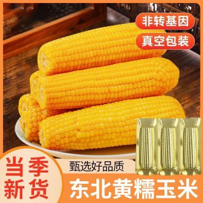东北黄甜糯玉米新鲜采摘苞米黑土种植真空包装非转基因低脂代餐