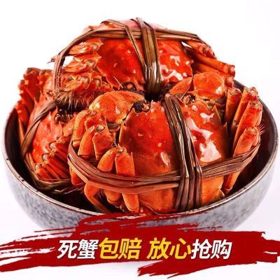 螃蟹大个鲜活公母大闸蟹母海鲜水产礼盒现货红膏蟹鲜活6-10只含绳