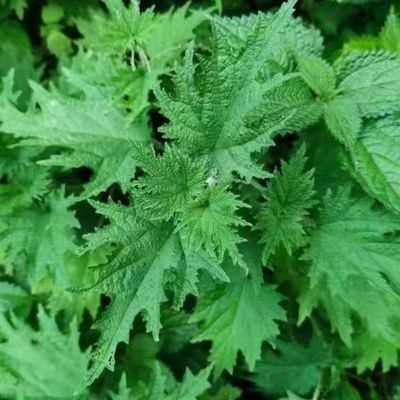 贵州反季节新鲜野菜荨麻草蜇人草咬人草蝎子草藿麻叶活麻草