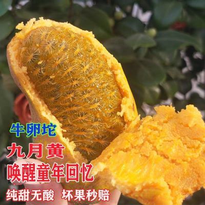 【现货】野果九月黄果子新鲜现摘拿藤包甜瓜罗麻马腾包八月瓜大果