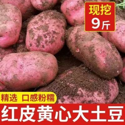 【新人特价】山西岚县红皮黄心土豆新鲜现挖农家自种马铃薯9斤