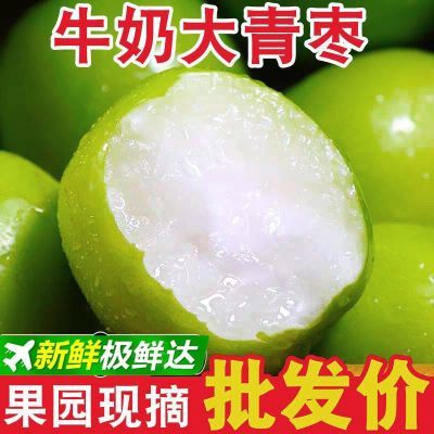 牛奶大青枣云南超甜大枣新鲜现摘当季水果批发整箱非大荔冬枣长枣