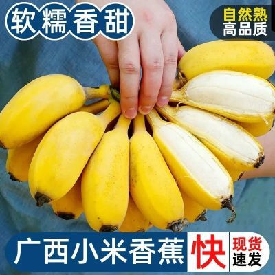 【甜糯】广西小米蕉香甜当季应季新鲜水果甜糯果现摘水果整箱批发