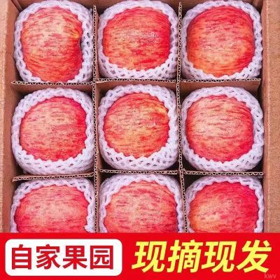 正宗陕西红富士新鲜苹果低糖苹果脆孕妇当季冰糖心整箱批发包邮