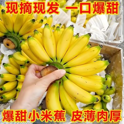 【新鲜】广西小米蕉香甜当季应季新鲜水果甜糯果现摘水果整箱批发