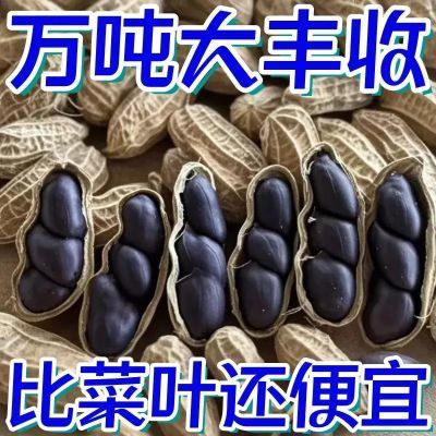 新货特价】云南正宗富硒生黑花生带壳生黑花生黑花生养胃丽人膳补