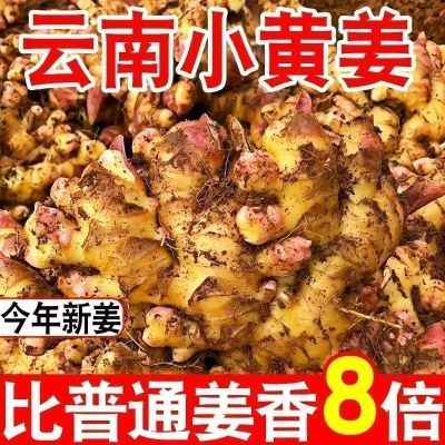 正宗小黄姜生姜新鲜现挖自种农家嫩姜辛辣整箱新鲜蔬菜新货