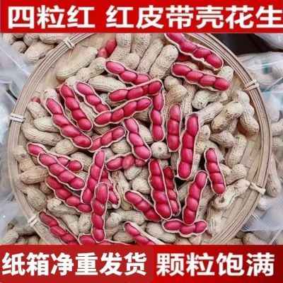 东北四粒红生花生新鲜晒干农家自种红衣带壳批发零售通用