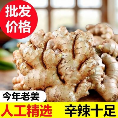 【姜农批发】生姜新姜嫩姜新鲜现挖正宗云南小黄姜土姜月子姜整箱