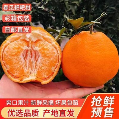 正宗四川耙耙柑春见【爆甜彩箱】新鲜水果粑粑柑桔子5-9斤【12月15日发完】