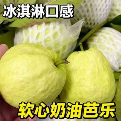 广东软糯香甜冰淇淋奶油软巴乐现摘水果新鲜白心番石榴芭乐包邮