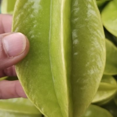 酸杨桃/现摘现发