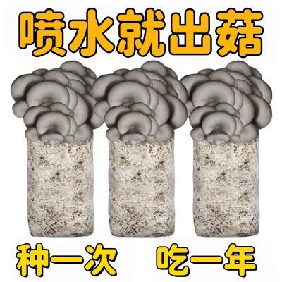 蘑菇新鲜菌种包菌菇家庭室内阳台种植包四级菌种家种食用蘑菇菌包