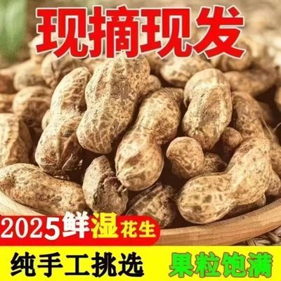 【现挖现发】新鲜湿花生带壳带泥花生粉皮花生当季新鲜带泥鲜花生