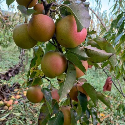 4.99元 云南火把雪梨酥梨5斤https://p.pinduoduo.com/f1RwTc2D?sc=EFAC