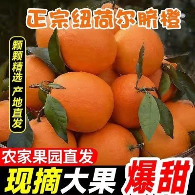 【高山脐橙】正宗纽荷尔脐橙新鲜当季水果  果园现摘整箱直发