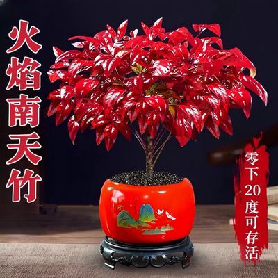 火焰南天竹盆栽冬季耐寒红叶绿植室内外客厅阳台四季好养植物盆景