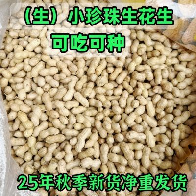 2025年当季新花生果农家珍珠带壳自然花生带壳晒干采摘批发新鲜