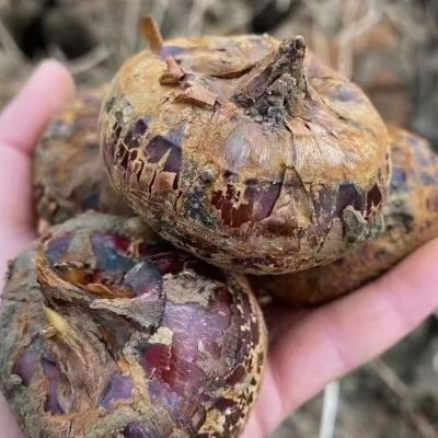 粤北韶关乐昌新鲜马蹄当季整箱新鲜时令水果蔬菜脆甜多汁荸荠地栗