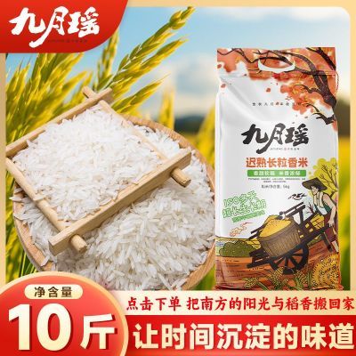 九月瑶迟熟长粒香米10斤新米猫牙米蛋炒饭大米正宗籼米梯田丝苗米