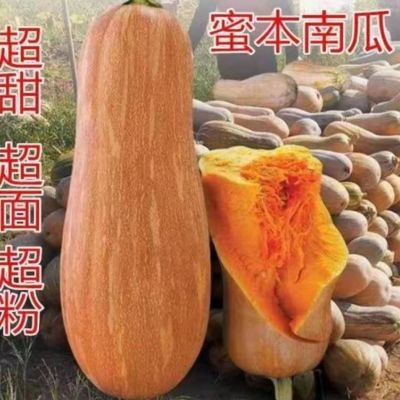 四川当季密本老南瓜农家露天蔬菜新鲜正品板栗味香甜软糯宝宝辅食