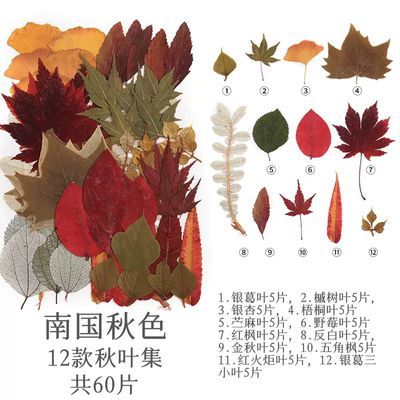 干花压花材料包45-85朵大组合包植物相框手账贴手工幼儿园diy优惠商品图片