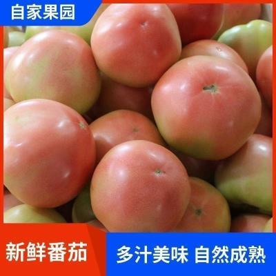 【产地直发】番茄西红柿新鲜现摘酸甜农家蔬菜自种当季蔬菜