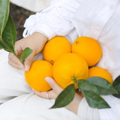 新上市正宗赣南脐橙现摘现发孕妇儿童榨汁应季新鲜水果寻乌橙子