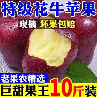 【现货先发】甘肃天水花牛蛇果当季新鲜大果婴儿水果特级整箱辅食