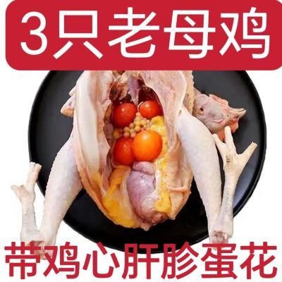 【3只超大老母鸡】农村散养土鸡农家散养鸡活鸡新鲜宰杀鸡肉