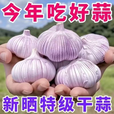 【真低价】金乡紫皮大蒜白皮红皮干蒜蒜头新鲜蔬菜便宜团购批发价