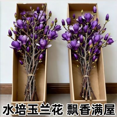 【水培玉兰花】新款浓香型鲜切干枝带花苞室内耐寒花卉绿植年宵