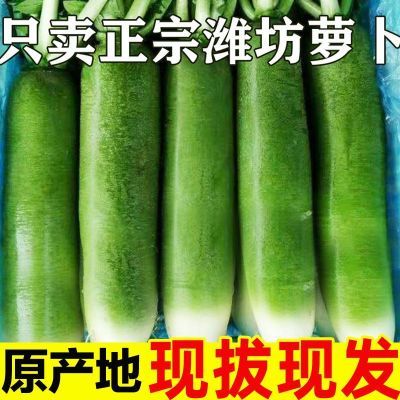 潍坊水果萝卜正宗山东潍县萝卜新鲜生吃冰淇淋凤梨青萝卜
