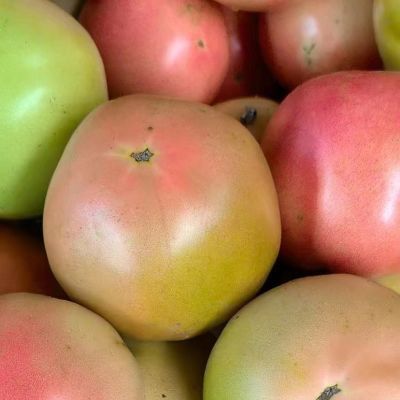 云南高山红番茄露天种植自然成熟纯天然沙瓤