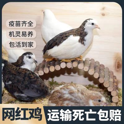 网红芦丁鸡45-56天的鸡全色系网红芦丁鸡德系礼服瓦灰派特正宗