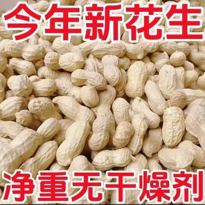 地头价】当季晒干花生大颗粒白沙花生带壳花生粉皮花生榨油生花生