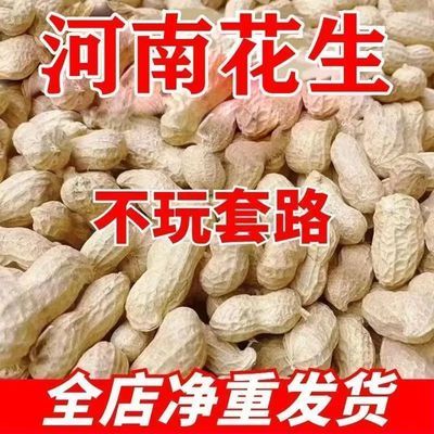 地头价】当季晒干花生大颗粒白沙花生带壳花生粉皮花生榨油生花生