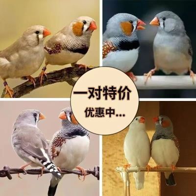 珍珠鸟活物灰白珍珠萌宠物鸟便宜小鸟捡漏小珍珠