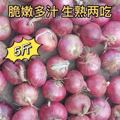 洋葱紫红皮小洋葱小葱头小圆葱蔬菜新鲜脆嫩多汁生熟两吃