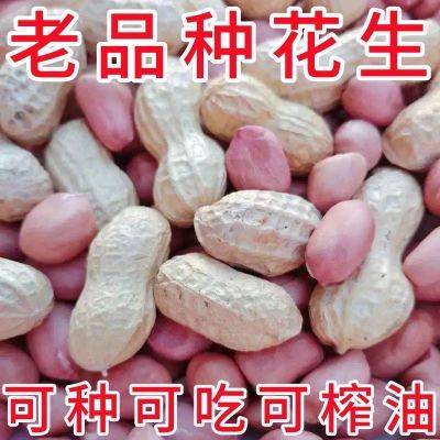 批发粉皮农家生花生带壳晒干新鲜粉皮生花生批发新货带壳花生