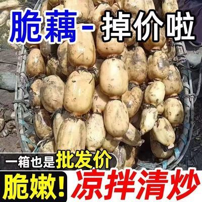 正宗莲藕新鲜煲汤莲藕粉糯排骨汤糯米藕特产煲汤一整箱