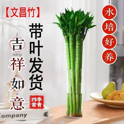 正宗文昌竹文昌助学龙竹水培植物带根带叶学生助学专用风水绿植