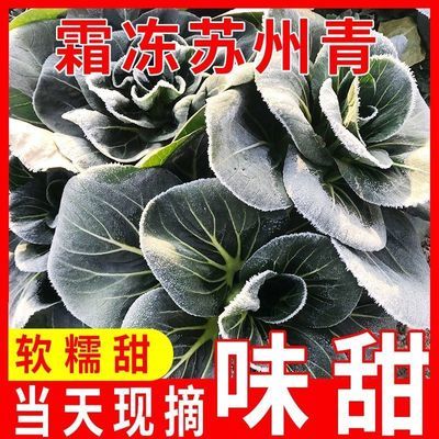 农家矮脚苏州青菜新鲜软糯霜冻青菜露天蔬菜时令当天现摘