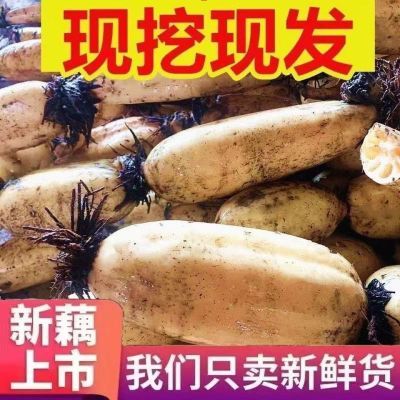 脆藕新鲜应季蔬菜现挖脆嫩莲藕新鲜大个莲藕火锅蔬菜食材生吃洪